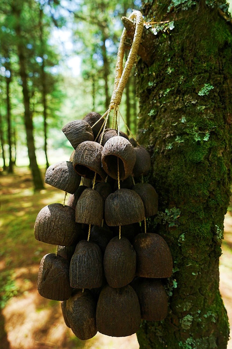 Handmade Salin Water Bellwood Seed Shell